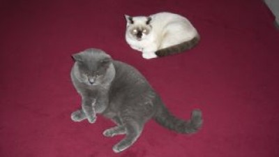 1. Wo du bist, mein Schatz, da bin auch ich, deine Lilly!.jpg