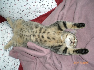 katze emma beim schlafen... und zwinkert doch ein bißchen...