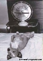 Was Tiere tun 4.jpg