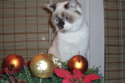 Frohe Lilly-Weihnachten.jpg