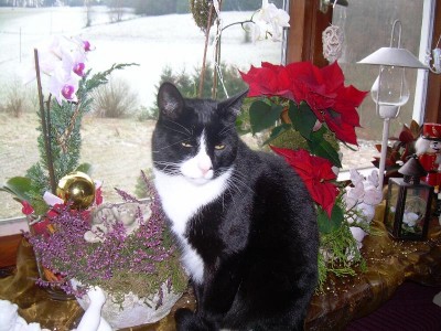 auf der fensterbank hab ich alles im blick....