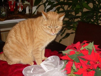 eigentlich darf ich ja nicht auf dem tisch sitzen ....aaaaber ....