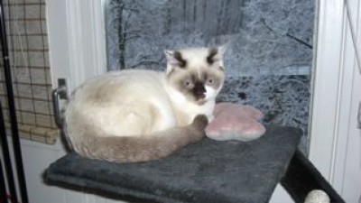 Prosit Neujahr 2008 von Lilly Schneeflöckchen.jpg