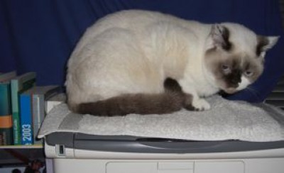 Lilly auf dem Drucker-2.jpg