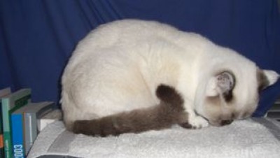 Lilly auf dem Drucker-1.jpg