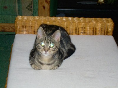 das hier ist eigentlich der lieblingsplaatz von merlin...aber er ist ja gerade nicht da...*zwinker*