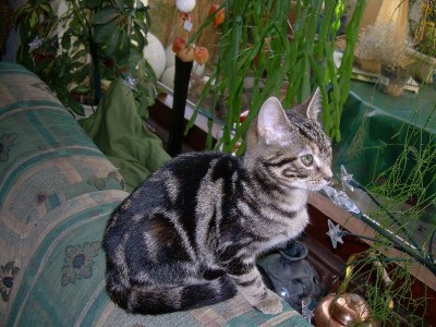 hallo..ich bin morgaine....und möchte gerne mal da raus ....aber ich muss noch sooolange darauf warten.....