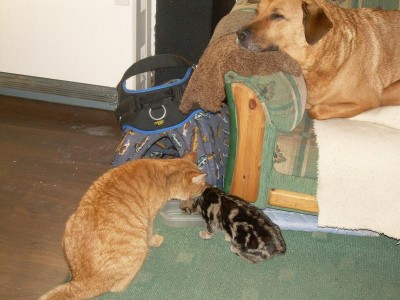 ...merlin musste dann doch mal schnuppern...