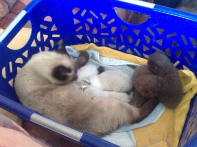 Katzenmama von Lilly mit NEUEN Babys.jpg