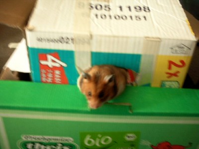 wenn ich mir was in den Kopf setze.....