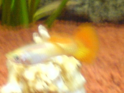 Guppy