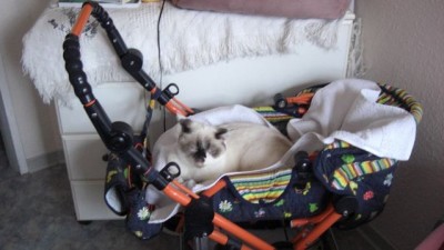 Lilly-Maus im Puppenwagen-06.02.08.jpg