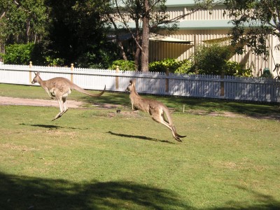 Kängerus als Morgengruß.JPG