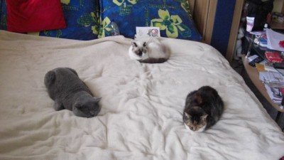 Eliot genießt Lilly und Kitty.jpg