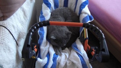 Eliot im Puppenwagen.jpg