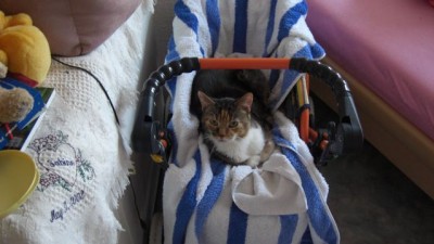 Kitty im Puppenwagen.jpg