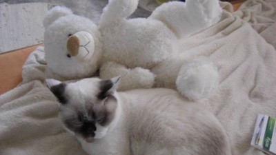 Lilly ist verliebt in ihr Eisbärbaby.jpg