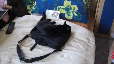 Schwarzi liebt Schleppis.jpg