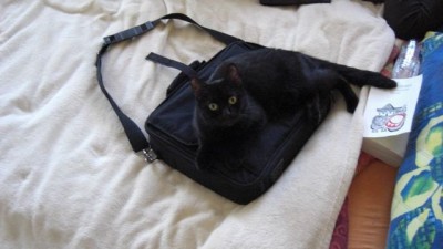 Schwarzi liebt Schleppis sehr.jpg