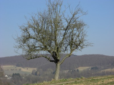 Baum auf dem Feld