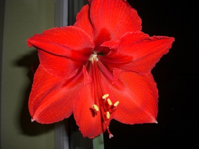 Amaryllis