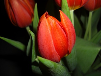 Tulpe