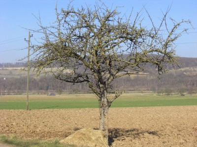 Baum