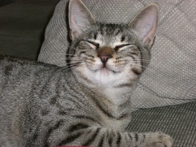 Unser Lenny wie er leibt und lebt. Immer gut gelaunt und seeeehr brav