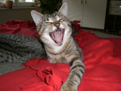 Und unsere Coco. Immer quirlig und zickig..... ein richtiges Mädchen eben!