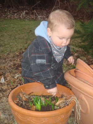 nun kommt schon raus ihr Narzissen.jpg