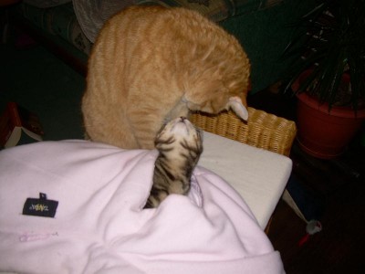 komm lieber merlin ..gib  küsschen ....