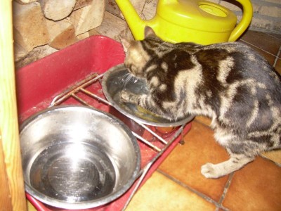 da scharrt minou im wassernapf von dina ...wieso ?!?!?!?