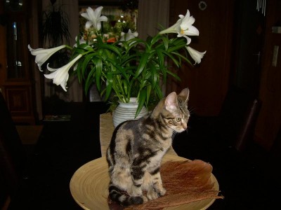 eigentlich gehört  obst in die schale .....so dünn wie minou hier aussieht  ist sie aber nicht...