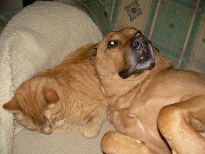 ...so ein weiches kopfkissen ...habt ihr nicht ...hahaha....