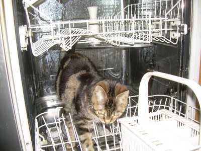 minou musste sich überzeugen , dass die spülmaschine wirklich leer ist ..