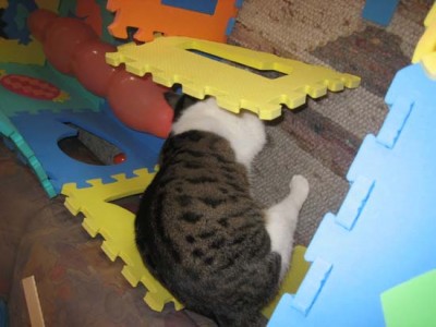 Paula will auch mitspielen.jpg