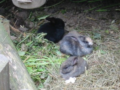 Hasenbabies Mai 08.JPG