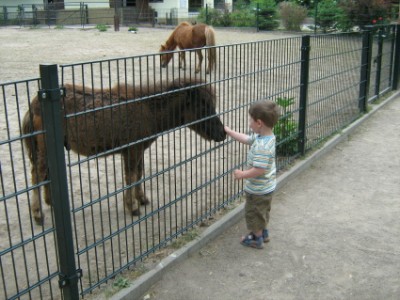 Das ist das Fohlen, was Tobi den Finger fast abgenuckelt hat!