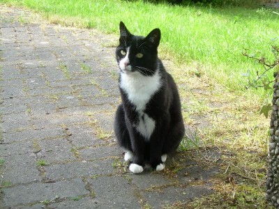 bilbo...überlegt ob er  reinkommen solll ..oder lieber noch nen kleinen spaziergang