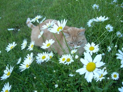 ...merlin...sieliebt mich ...sie liebt mich nicht ....