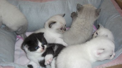 Sechs auf einen Streich-14.07.08.jpg