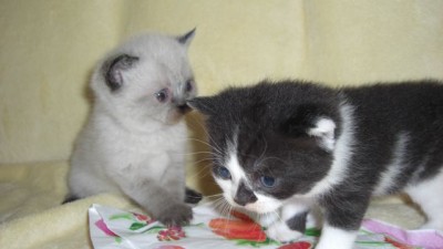 Liesel und Shaun-3-14.07.08.jpg