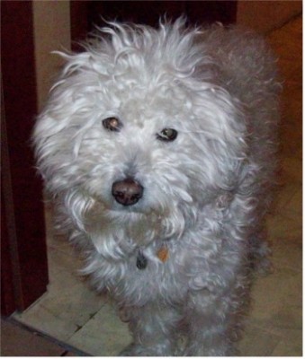 Beethoven noch mit langen Haaren