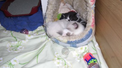 Geschwisterkuscheln mit Shaun-2-17.07.08.jpg