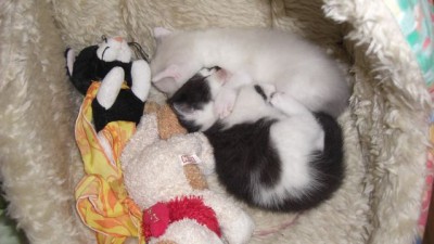 Rudolf und Shaun.jpg