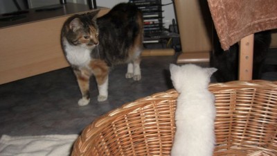 Kitty und was nun.jpg