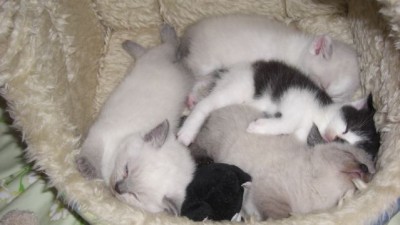 Berlius, Liesel, Shaun und Rudolf.jpg