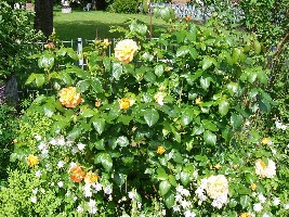 meine Lieblingsrose im Cottage Garden Beet