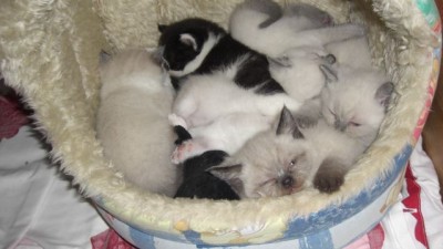 Wie bei Mama im Bauchi.jpg