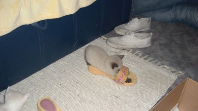 1. Liesel und der Schuh.jpg